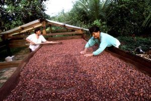 secado del cacao al sol y consumo responsable