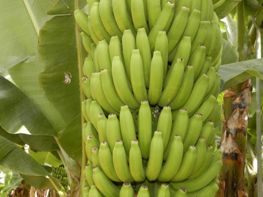 plátano natural