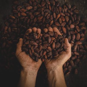 Con nuestras manos unidas, traemos la cultura del cacao